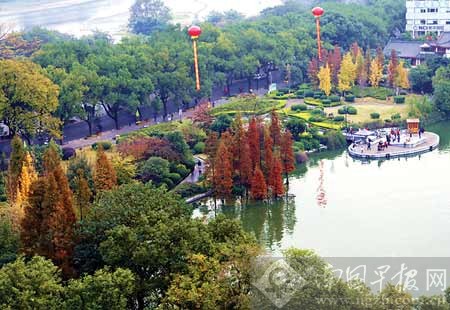 杉湖景区内，火红的杉树自成一景。